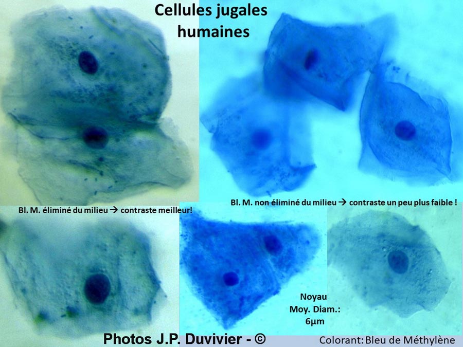 Cellules jugales ( JP. Duvivier)